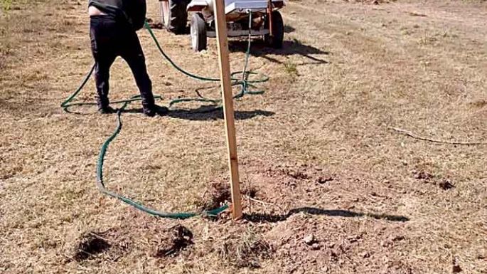 Avanza el plan de forestación