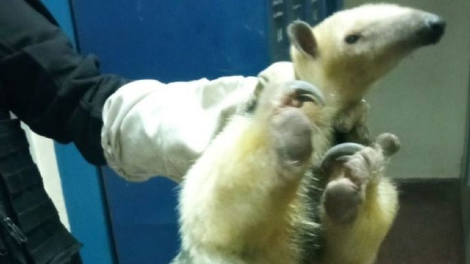 Rescataron a un oso melero del sótano de un colegio de Córdoba