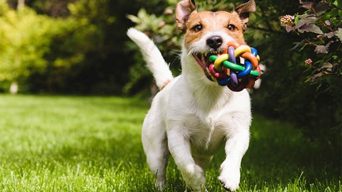Nuestros perros también lloran de felicidad