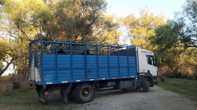 Rescataron seis caballos en la vía pública