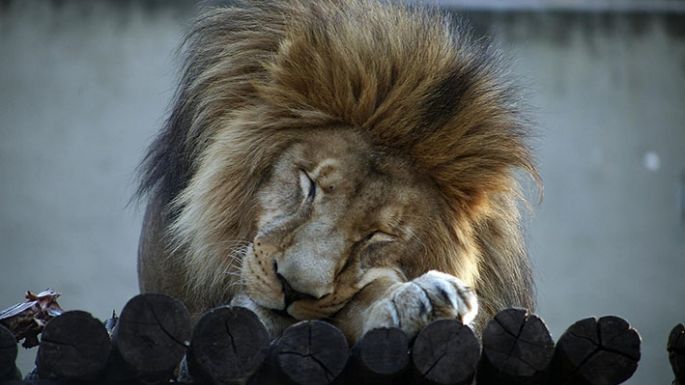 Murió el famoso león del Zoo de Córdoba