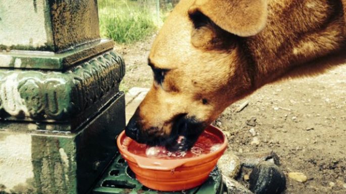 “Agua para los callejeritos”