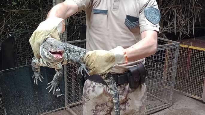 Encontraron un lagarto overo en el patio de una casa en pleno centro de Córdoba