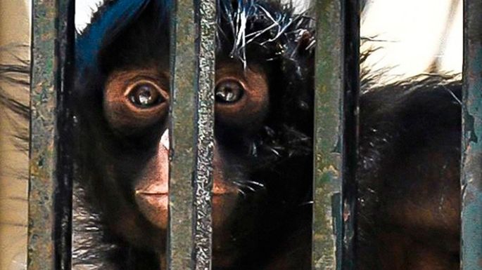 Activistas luchan por la “no reapertura del zoológico”