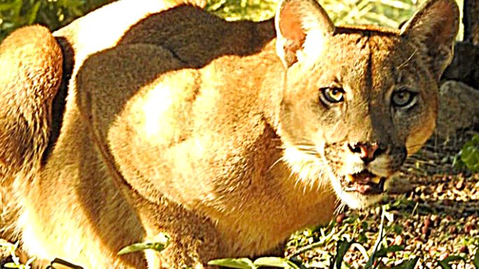 Rescataron a un puma en San Marcos
