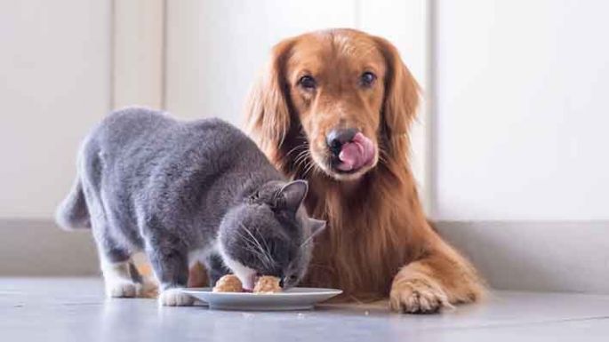 Las frutas y verduras más peligrosas para las mascotas