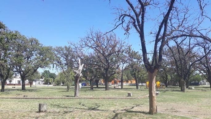 Preocupación por los robles