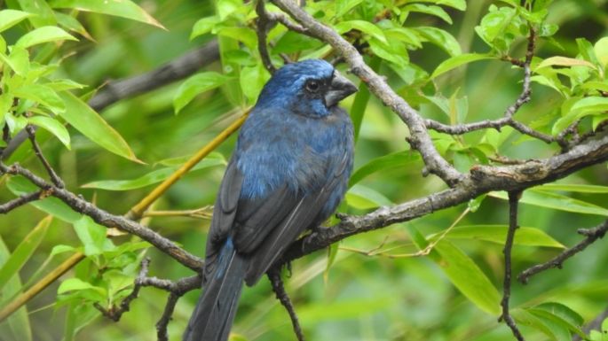 Rescataron aves del cautiverio en dos viviendas