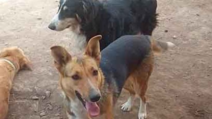 Buscan un hogar