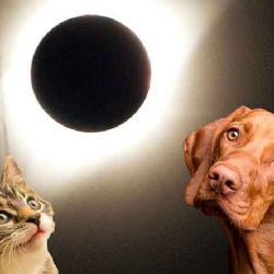 Cómo cuidarlos del eclipse que viene