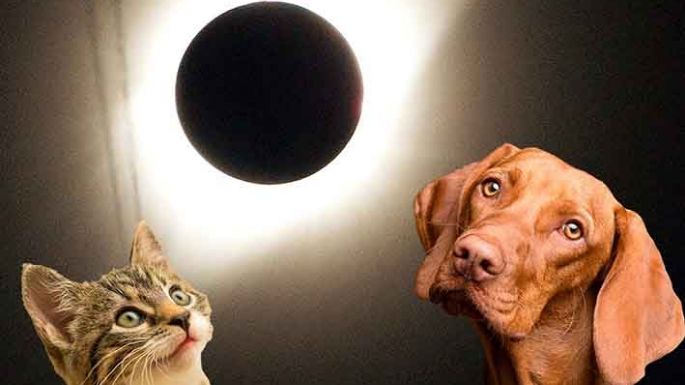 Cómo cuidarlos del eclipse que viene