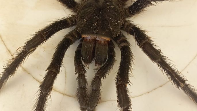 Un vecino encontró una tarántula en barrio Las Quintas