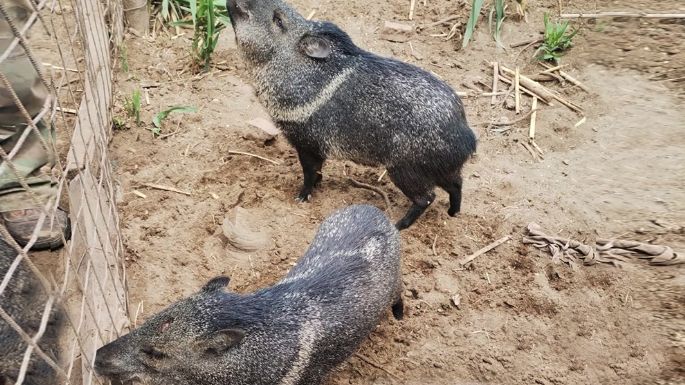 Rescataron animales del cautiverio en una localidad cordobesa