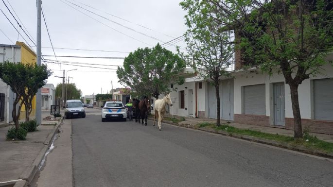 Encontraron caballos sueltos por las calles del barrio Ameghino