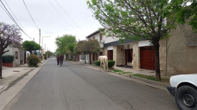 Encontraron caballos sueltos por las calles del barrio Ameghino