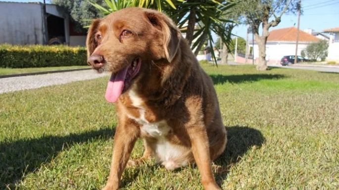 Bobi, el perro más longevo del mundo, falleció a los 31 años