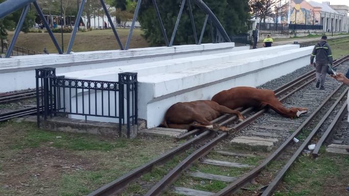 Investigan la muerte de dos caballos sobre las vías