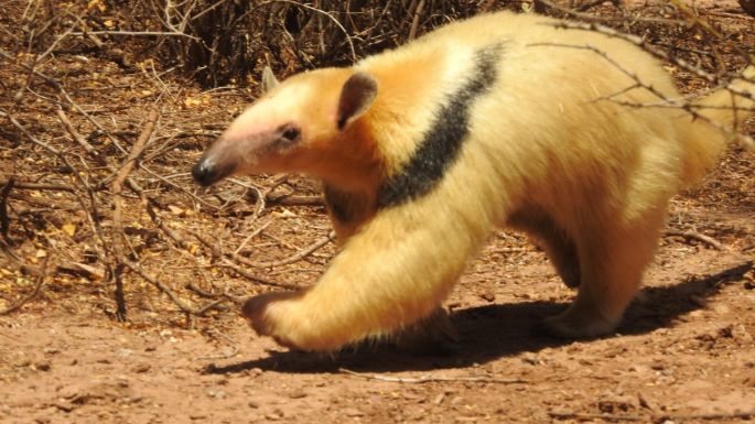 Policía Ambiental liberó un oso melero tras ser rehabilitado