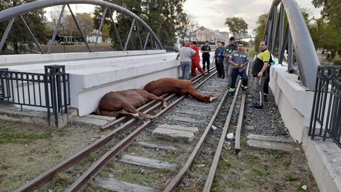 Insólito accidente fatal de caballos en las vías, a la altura del Subnivel