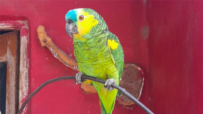 Recuperaron más de 20 aves en cautiverio tras allanar tres viviendas