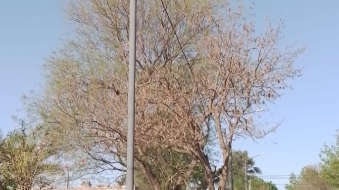 Robaron cables en la prolongación del bulevar Vélez Sarsfield