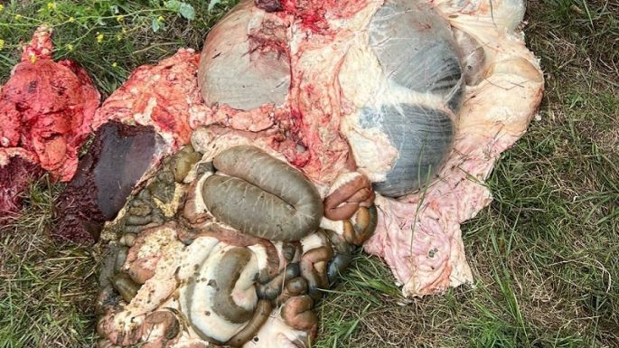 Robaron y faenaron una vaca lechera de un tambo de Ballesteros