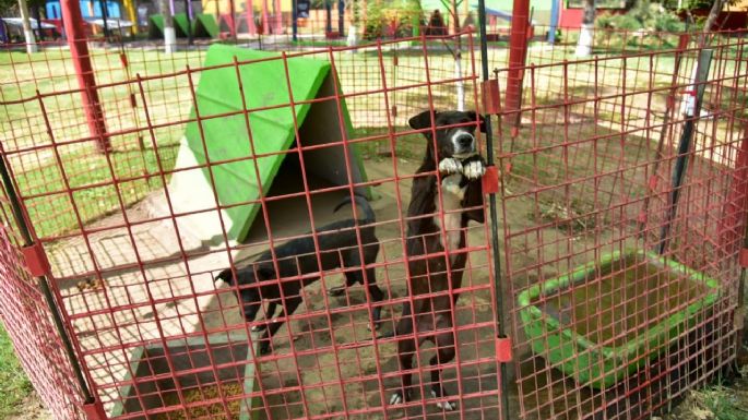 El CAM realizó más de 400 castraciones de gatos y perros durante octubre