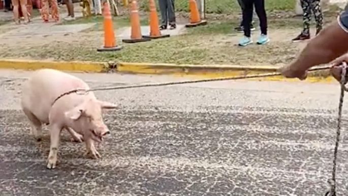 Volcó un camión con cerdos y fue saqueado por la gente