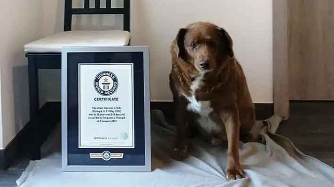 El perro más viejo del mundo