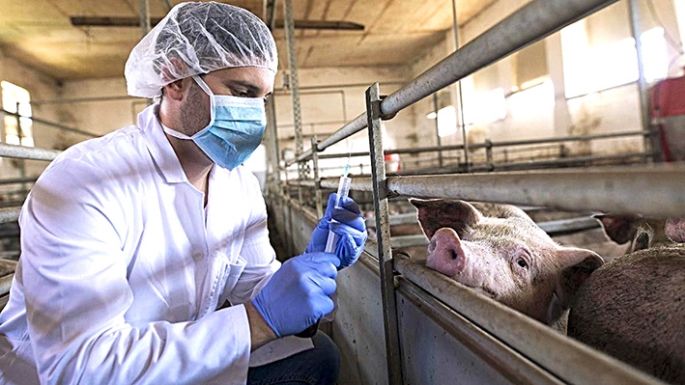 La importancia de veterinarios como una “barrera” sanitaria