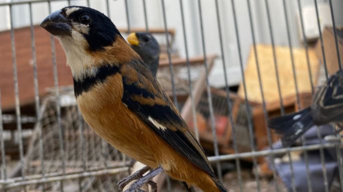 Rescataron 110 aves silvestres que estaban en cautiverio