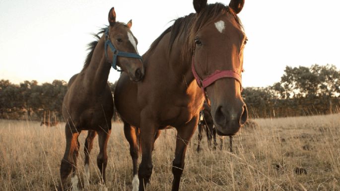 Alerta por un brote equino