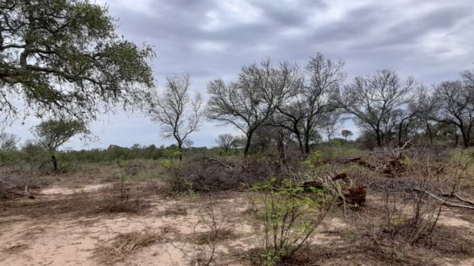 Policía Ambiental frenó dos desmontes de bosque nativo