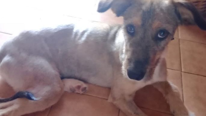 Mila necesita un hogar