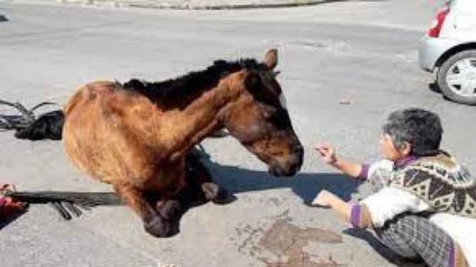 Cuarentena total en el Hipódromo a fin de evitar contagios con el virus equino