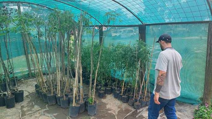 Muchas personas buscan árboles en el Vivero Municipal para plantar