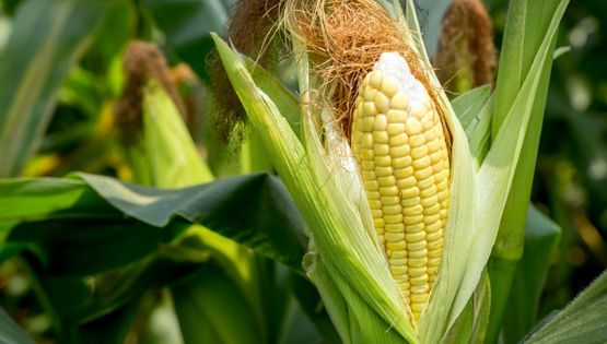 Llega el tiempo de cosecha para el biocombustible de maíz