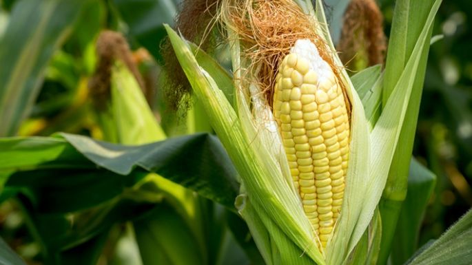 Llega el tiempo de cosecha para el biocombustible de maíz