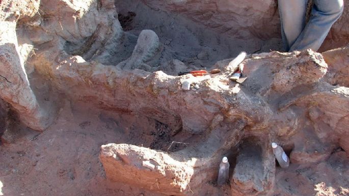 El Conicet descubrió una nueva especie de dinosaurio en Neuquén
