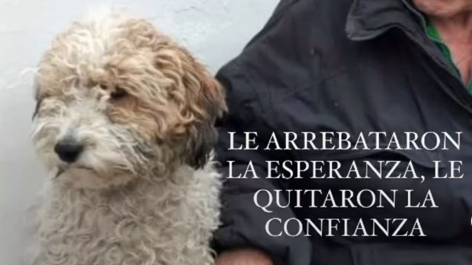 Proteccionistas reclamarán que devuelvan los perros al Hogar de Ancianos