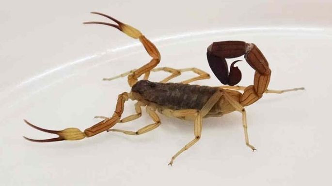 Temporada de alacranes