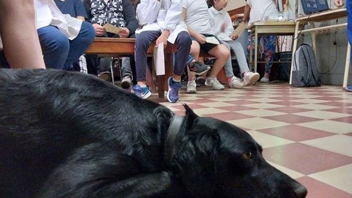 Tutoría de mascotas