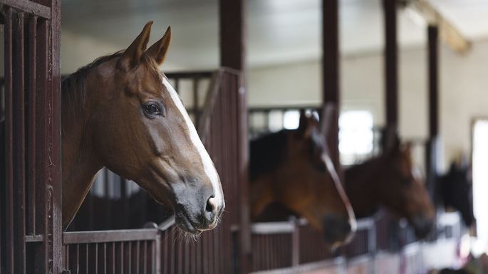 Encefaliomelitis Equina: vacunas, en dos semanas
