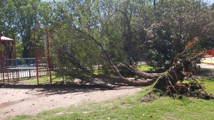 Ramas y árboles caídos en la ciudad tras la tormenta de Nochebuena