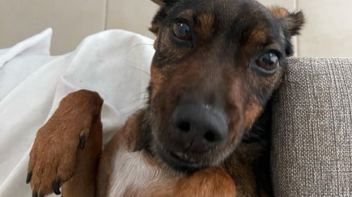 Búsqueda desesperada de una perrita que salió durante la tormenta