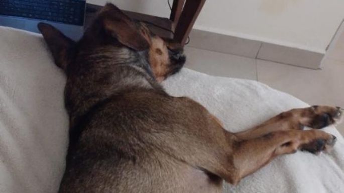 Búsqueda desesperada de una perrita que salió durante la tormenta