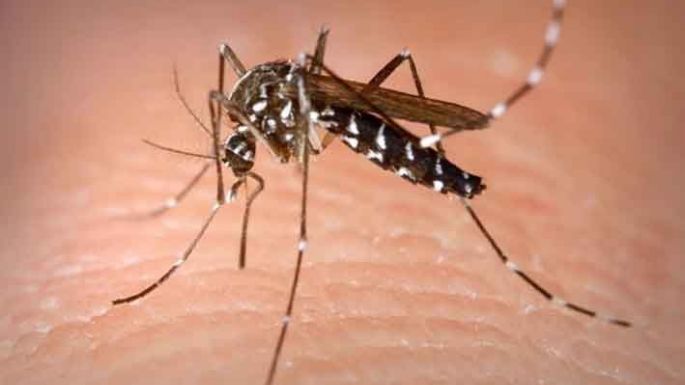 Ante el incremento de casos de dengue, piden tomar recaudos