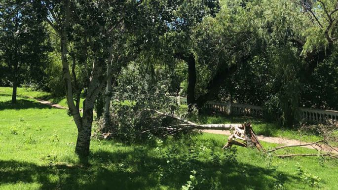 La tormenta derrumbó árboles y una cochera, y hubo daños en autos