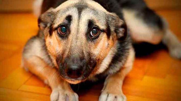 Mascotas y pirotecnia: alto sufrimiento