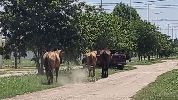 Caballos por las calles